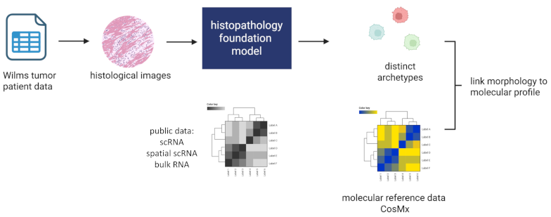 Wilms project overview
