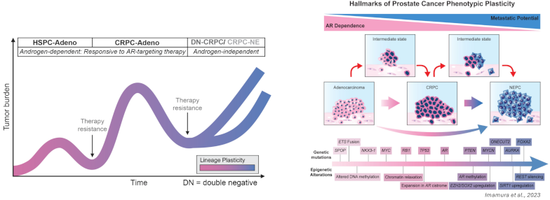 PCa lineage plasticity overview